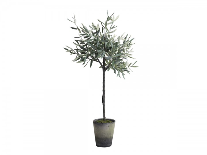 Fleur Olivenbaum mit Übertopf