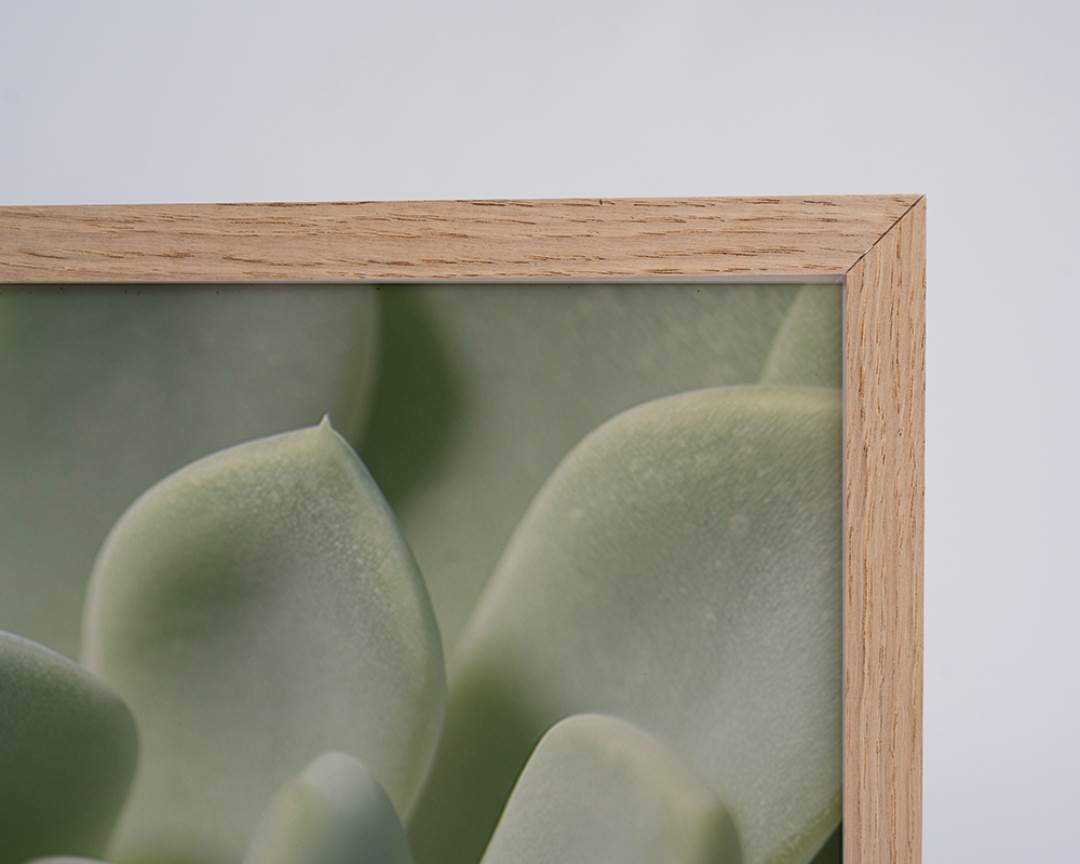 Freudenreich Interior Design | Digitaldruck Succulent