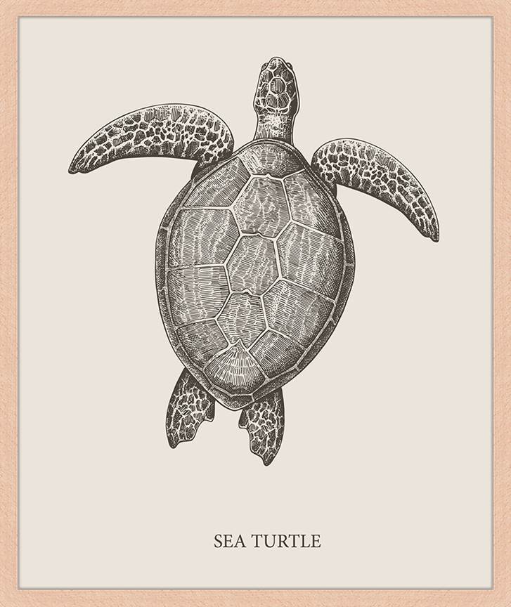 Freudenreich Interior Design | Sea Turtle